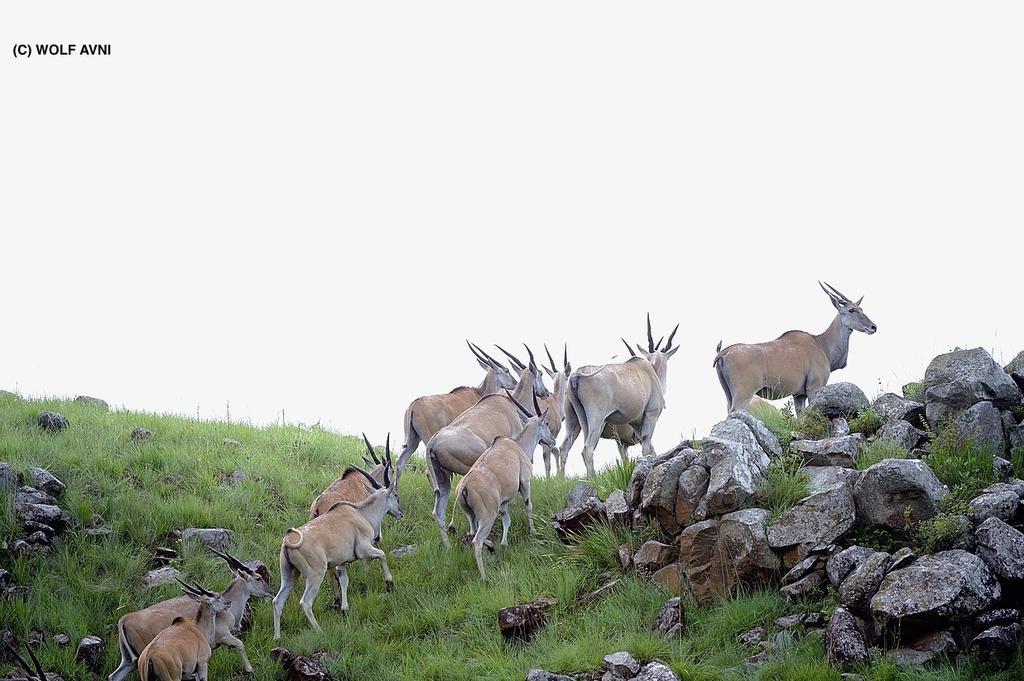 Giantscup Wilderness Reserve Underberg Ngoại thất bức ảnh